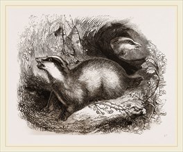 Common Badger