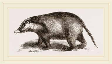 Indian Badger