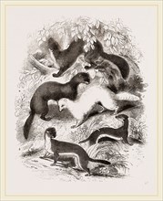 British Mustelidae Weasels