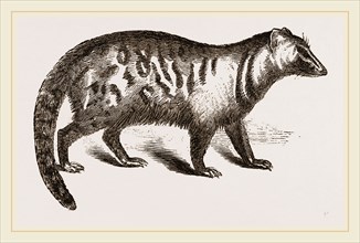 Civet