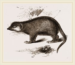 Suricate