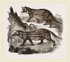 Civets