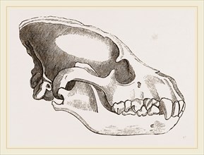 Skull of Striped Hyena
