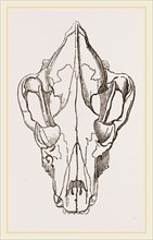 Skull of Spotted Hyaena