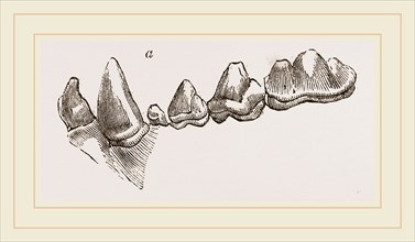 Teeth of Hyena