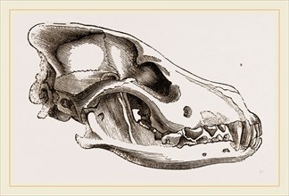 Skull of European Wolf