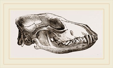 Skull of Jackal