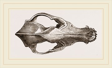 Skull of Jackal