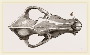 Skull of European Wolf