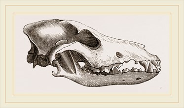 Skull of Canadian Wolf