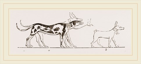 Dogs from Egyptian Paintings