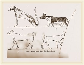 Dogs, from Egyptian paintings