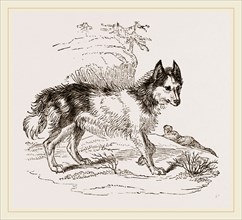 Dog of Mackenzie River