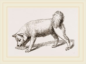 Esquimaux Dog