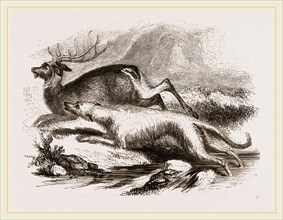 Scotch Greyhound