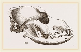 Skull of a Spaniel dog