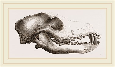 Skull of a Matin dog