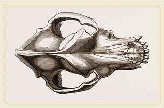 Skull of a Mastiff dog