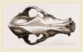 Skull of a Matin dog