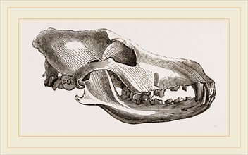 Skull of Dingo