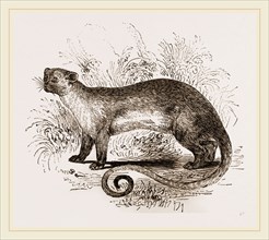Kinkajou
