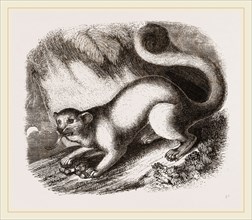 Kinkajou