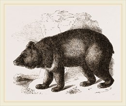 Thibet Bear