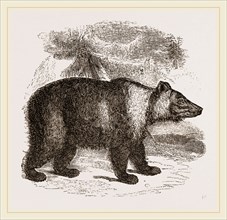 Siberian Bear