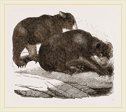 Siberian Bears