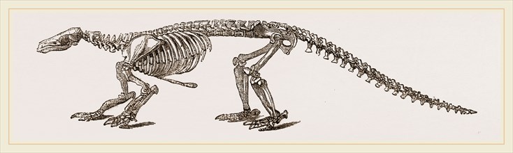 Skeleton of Short-tailed Manis