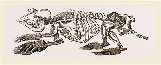 Skeleton of Pichiciago