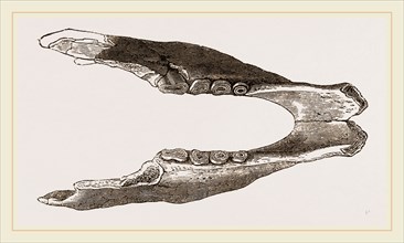 Lower Jaw of Mylodon