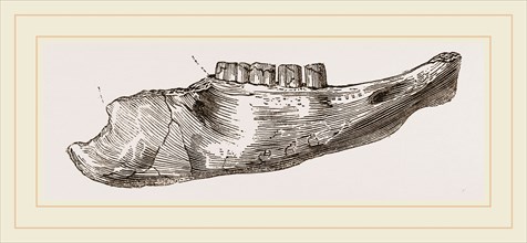 Lower Jaw of Mylodon Right branch