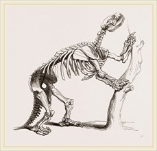Skeleton of Mylodon robustus