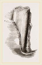 Tooth of Mylodon