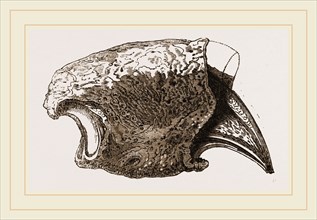 Ungueal Phalanx of Megatherium