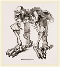 Skeleton of Megatherium