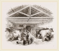 Milking-shed