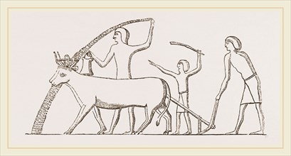 Ancient Egyptian Ploughing, Egypt