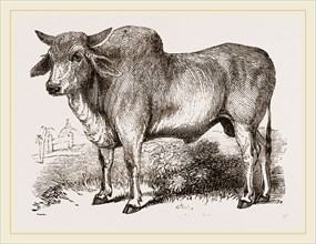 Indian Zebu India