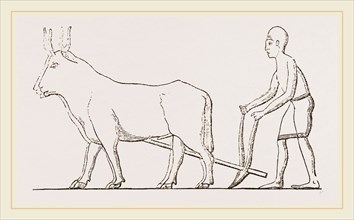 Ancient Egyptian Ploughing Egypt