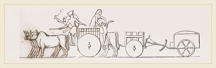 Oxen and Carts Egypt