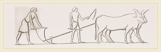 Ancient Egyptian Ploughing Egypt