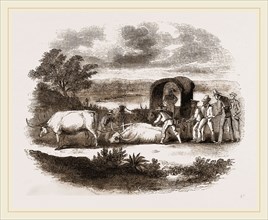 Bullock Waggon of South Africa