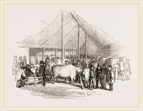 Exhibition of Prize Cattle
