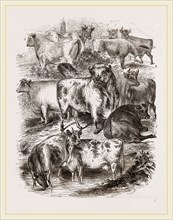 English Short-horned Cattle