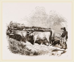 Cattle and Drover