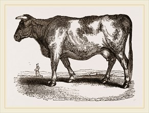Yorkshire Cow UK