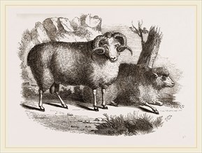Merino sheep male and female