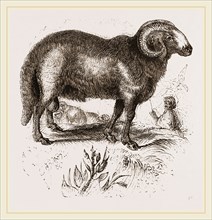 Fat-tailed Sheep of Syria